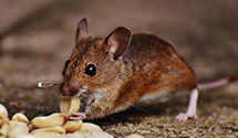 24 Hour & Emergency Exterminators in Propst Crossroads, NC